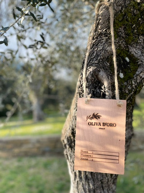 Adopteer een olijfboom in Monte del Lago